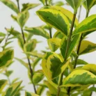 Sárga tarka levelű fagyal Ligustrum ovalifolium Aureomarginatum