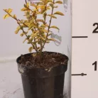 Sárga tarka levelű fagyal Ligustrum ovalifolium Aureomarginatum