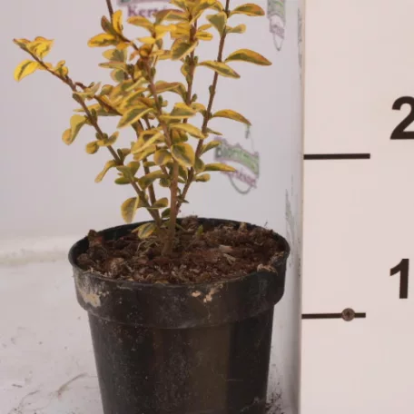 Sárga tarka levelű fagyal Ligustrum ovalifolium Aureomarginatum