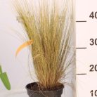 Árvalányhaj Stipa tenulifolia K2