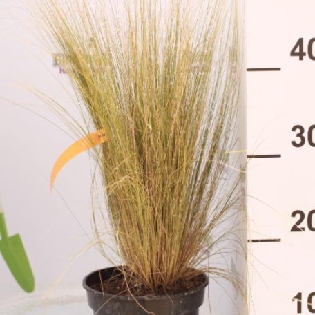 Árvalányhaj Stipa tenulifolia K2