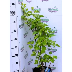 Syringa vulgaris oltványok K10