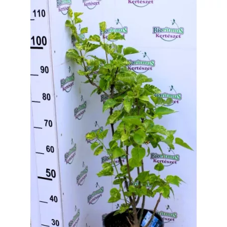Syringa vulgaris oltványok K10