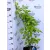 Syringa vulgaris oltványok K10