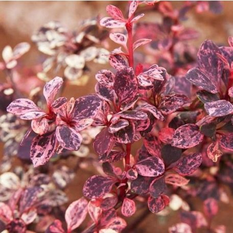 Japán borbolya Berberis thunb. 'Harlequin'