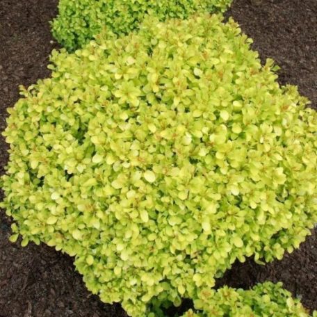 Törpe, arany levelű borbolya Berberis thunb. 'Lime Star'