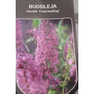 Illatos nyáriorgona Buddleja d. 'Fascinating'