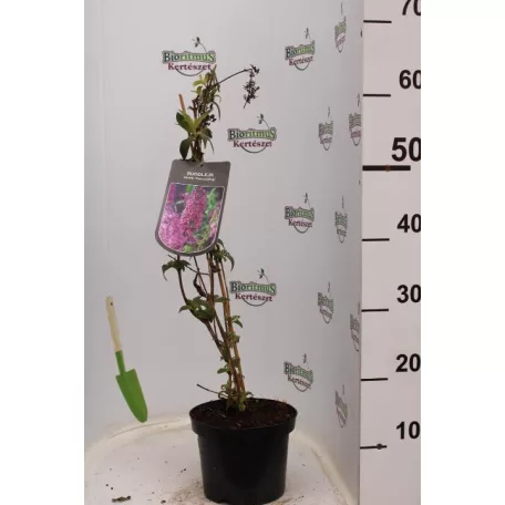 Illatos nyáriorgona Buddleja d. 'Fascinating'