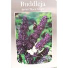 Illatos nyáriorgona Buddleja d. 'Black Knight'