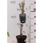 Illatos nyáriorgona Buddleja d. 'Black Knight'