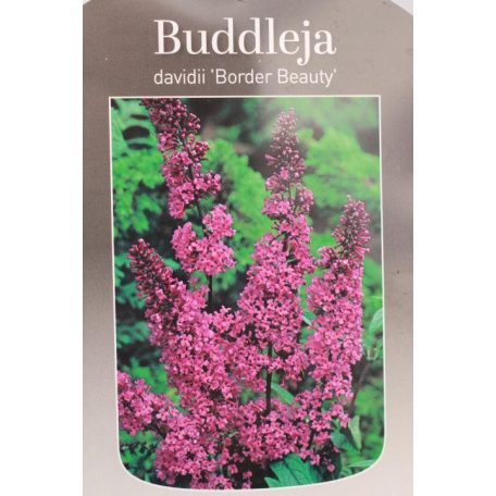 Illatos nyáriorgona Buddleja d. 'Border Beauty'