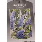 Illatos nyáriorgona Buddleja 'Lochinch'