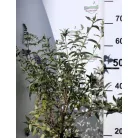 Illatos nyáriorgona Buddleja 'Lochinch'