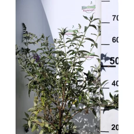 Illatos nyáriorgona Buddleja 'Lochinch'