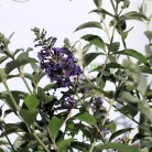 Illatos nyáriorgona Buddleja 'Lochinch'