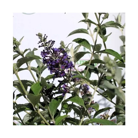 Illatos nyáriorgona Buddleja 'Lochinch'