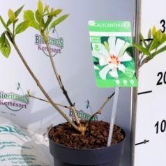 Fehér fűszercserje Calycanthus 'Venus'
