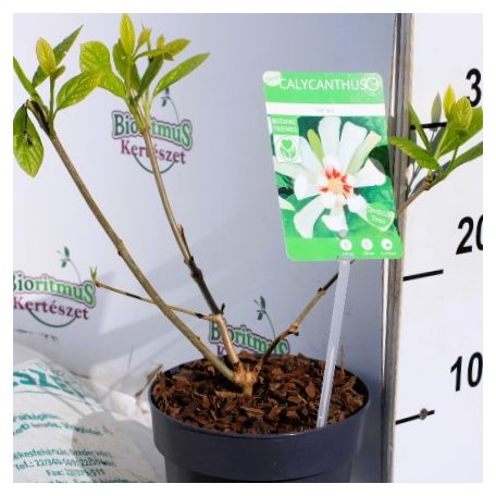 Fehér fűszercserje Calycanthus 'Venus'