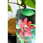 Fűszercserje Calycanthus r. 'Hartlage Wine'