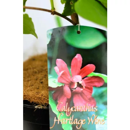 Fűszercserje Calycanthus r. 'Hartlage Wine'