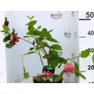 Fűszercserje Calycanthus r. 'Hartlage Wine'