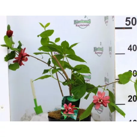 Fűszercserje Calycanthus r. 'Hartlage Wine'