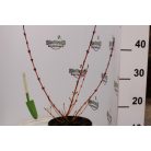 Veresgyűrűs som Cornus sang. 'Midwinter Fire'