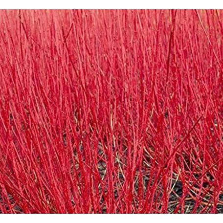 Vörös vesszejű som Cornus alba 'Sibirica'