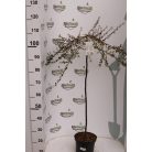 Törzses madárbirs Cotoneaster suec. 'Coral Beauty'