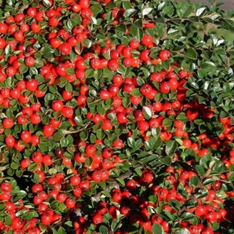 Törzses madárbirs Cotoneaster suec. 'Coral Beauty'