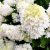 Bugás hortenzia Hydrangea pan. 'Grandiflora'