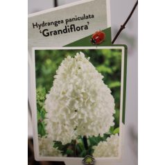 Bugás hortenzia Hydrangea pan. 'Grandiflora'