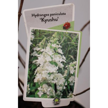 Bugás hortenzia Hydrangea pan. 'Kyushu'