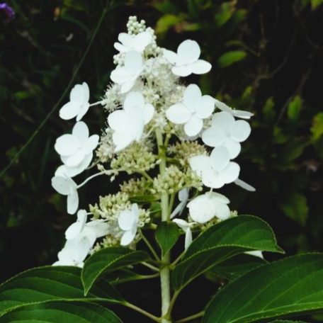 Bugás hortenzia Hydrangea pan. 'Kyushu'