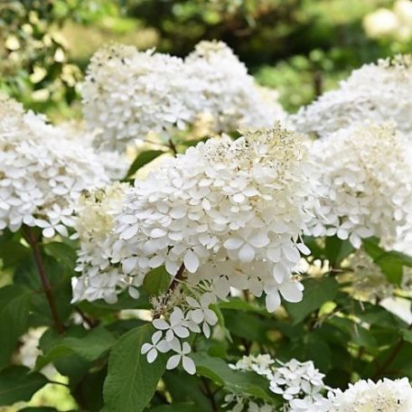 Bugás hortenzia Hydrangea pan. 'Phantom'