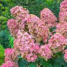 Rózsaszín bugás hortenzia Hydrangea pan. 'Pink Diamond'