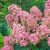 Rózsaszín bugás hortenzia Hydrangea pan. 'Pink Diamond'