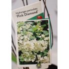 Rózsaszín bugás hortenzia Hydrangea pan. 'Pink Diamond'
