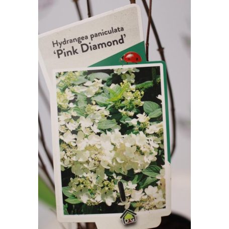 Rózsaszín bugás hortenzia Hydrangea pan. 'Pink Diamond'