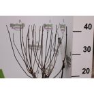 Rózsaszín bugás hortenzia Hydrangea pan. 'Pink Diamond'