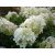 Bugás hortenzia Hydrangea pan. 'Silver Dollar'