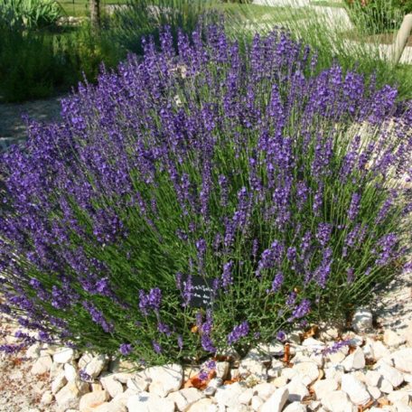 Lavandula angustifolia