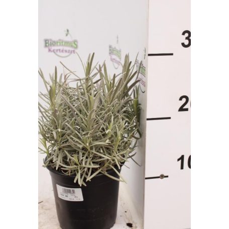 Levendula Lavandula angustifolia