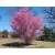 Okame Díszcseresznye Prunus 'Okame'