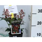 Japán dérbabér Skimmia japonica 'Rubella' 