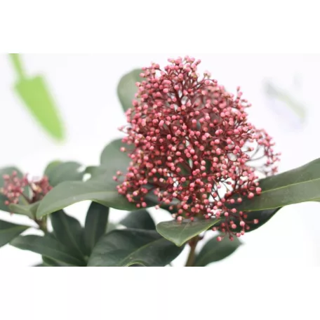 Japán dérbabér Skimmia japonica 'Rubella' 