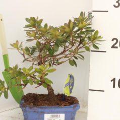 Örökzöld havasszépe Rhododendron Bonsai