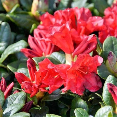 Örökzöld havasszépe törpe Rhododendron (F) 'Scarlet Wonder'