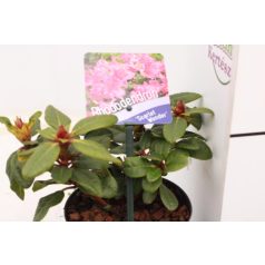   Örökzöld havasszépe törpe Rhododendron (F) 'Scarlet Wonder'
