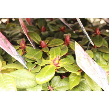 Örökzöld havasszépe törpe Rhododendron (F) 'Scarlet Wonder'